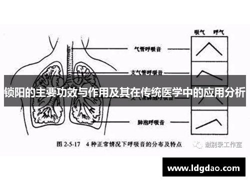 锁阳的主要功效与作用及其在传统医学中的应用分析